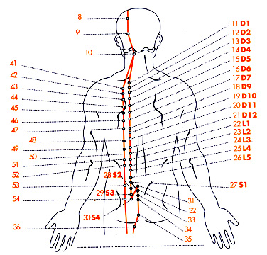 Riflessologia Cuore Intestino