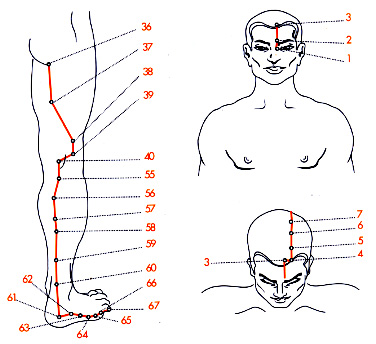 Riflessologia Cuore Intestino